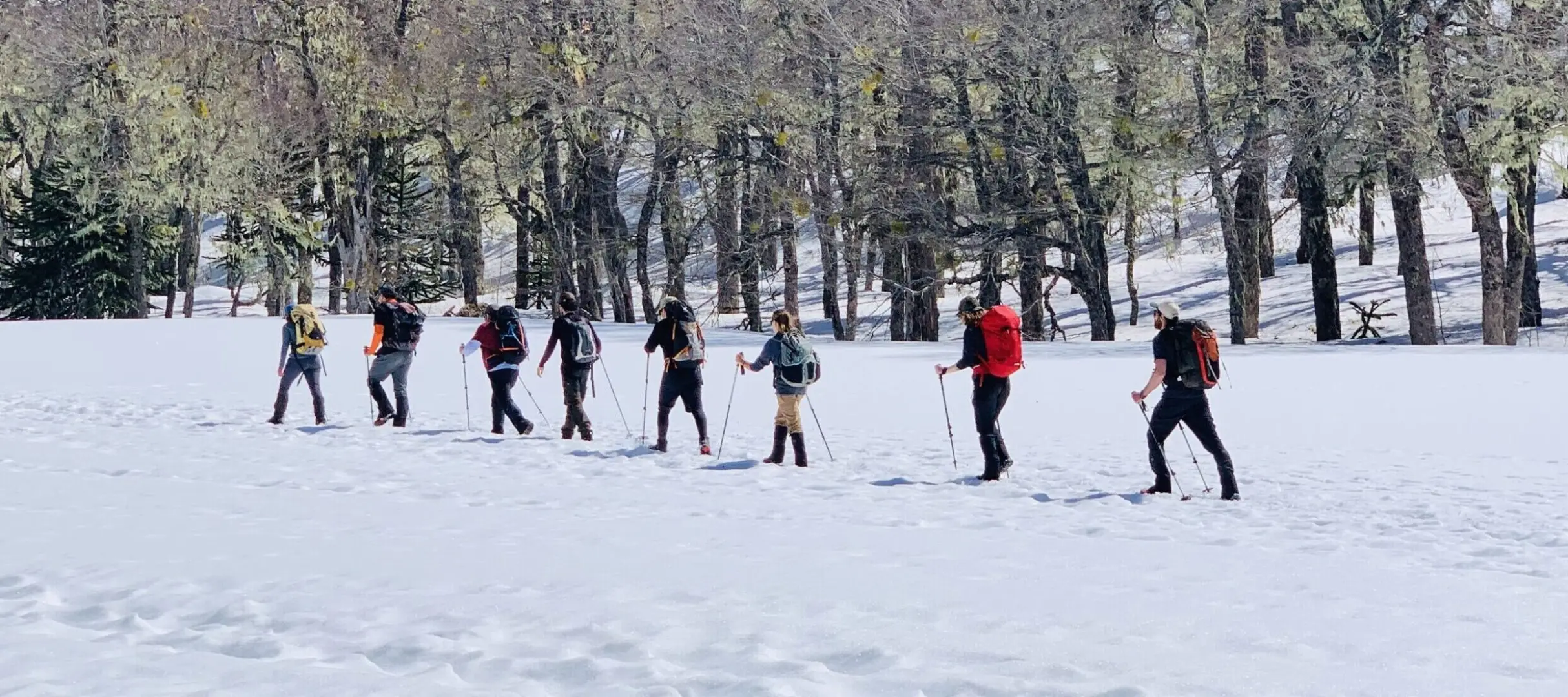 La Medicina del Movimiento: Trekking y Neuroplasticidad en los Senderos de Pucón